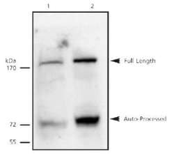Separase Antibody (XJ11-1B12) - Azide and BSA Free, Novus Biologicals 0.1